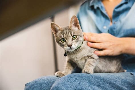 Why Do Cats Like Sitting On Laps 6 Likely Reasons Hepper