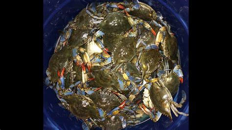 Blue Crabbing At Guana State Park Florida Crabbing Youtube