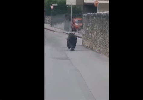 L Orso A Passeggio Tra Le Strade Di Arco In Trentino C Chi Lo Ha