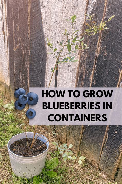 How To Grow Blueberries In Pots Growing Dawn Blueberry Easy