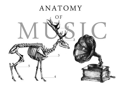Anatomy Of Music By Denidynamite On Deviantart
