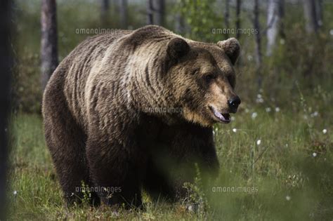 Portrait Of A European Brown Bear Ursus Arctos Kuhmo Finland