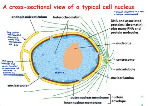 Nucleus Flashcards Quizlet