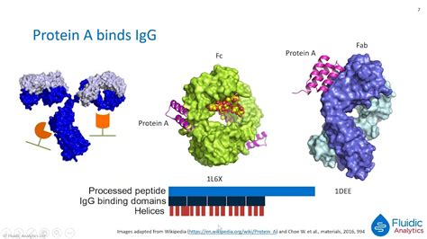 Measuring The Affinity Of Protein Targets Youtube