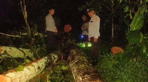 1 Unit Rumah Warga Di Tana Toraja Rusak Parah Ditimpa Pohon Tumbang