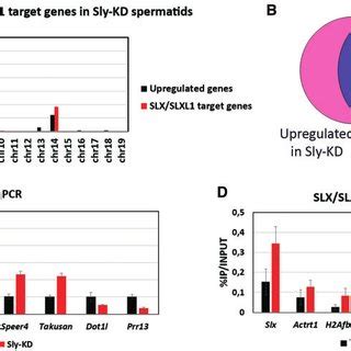 Genes Enriched In Slx Slxl Are Upregulated In Sly Kd Round Spermatids