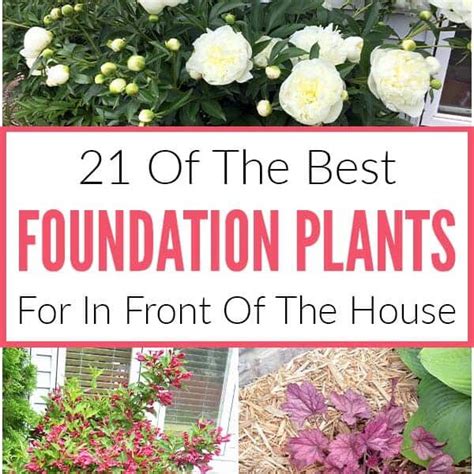 Best Plants In Front Of House Yardworship