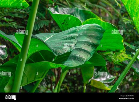 Vector De Plantas Tropicales Fotografías E Imágenes De Alta Resolución Alamy