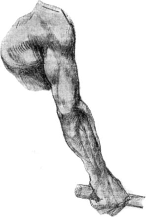 Плечо - ПЛАСТИЧЕСКАЯ АНАТОМИЯ