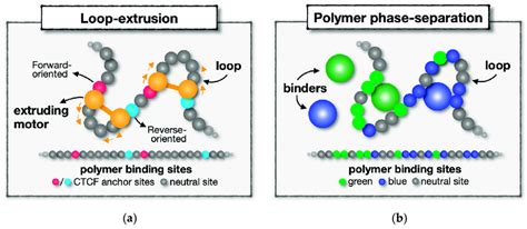 Two Main Distinct Physical Mechanisms Of Dna Contact Formation A