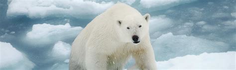 Canadian Arctic Polar Bear Hunt - Ameri-Cana Expeditions