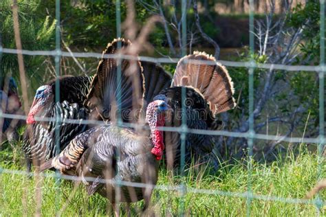 Domestic Farm Turkeys Through Fence Wire Stock Image Image Of Grass