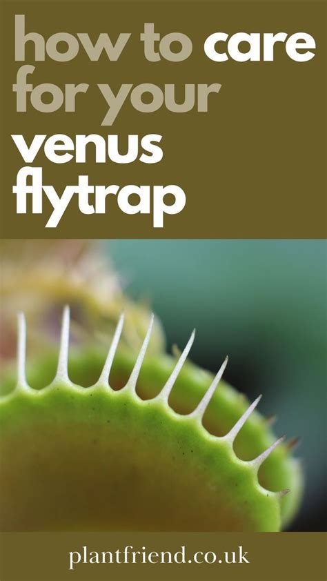 Close Up Image Of A Venus Flytrap Plant Venus Trap Venus Fly Trap