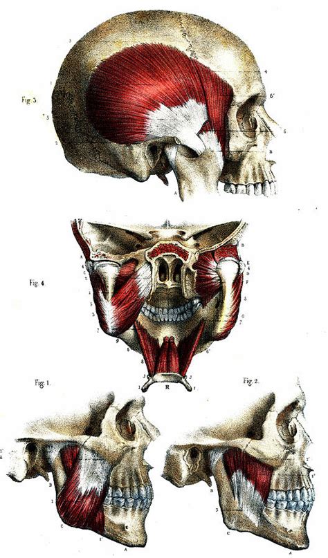 Skull Anatomy Photograph By Collection Abecasis Fine Art America