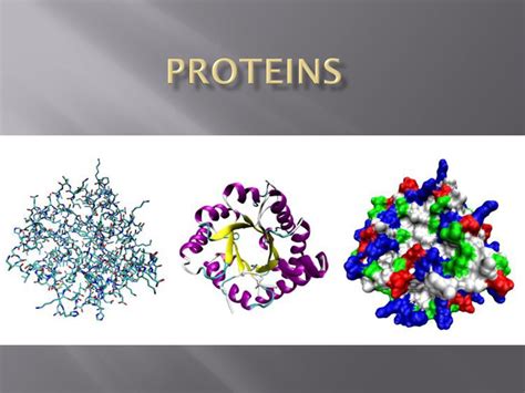 Proteins. - ppt download
