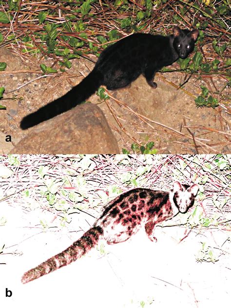 A Record Of A Melanistic Rusty Spotted Genet Genetta Maculata From