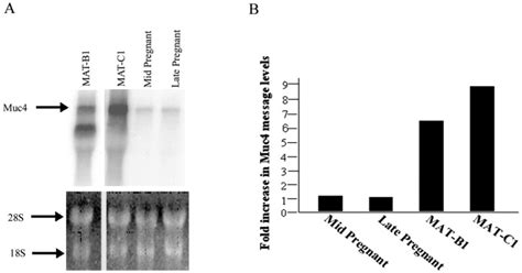 Pea Transactivates The Muc Sialomucin Complex Promoter In Mammary