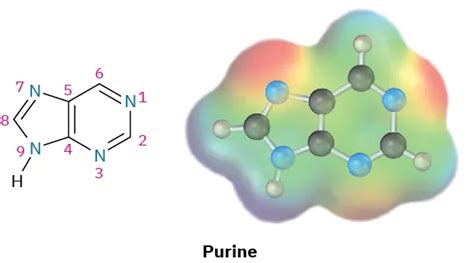 2410 Heterocyclic Amines Chemistry Libretexts