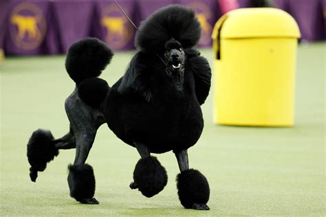 Siba The Standard Poodle Named Best In Show At Westminster Fox Business