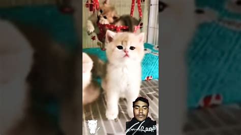 So Cute Cat 🐈😍 Shorts Viral Youubeshors Shortsfeed Youtubeshorts