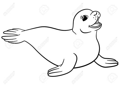 Baby Seal Drawing | Free download on ClipArtMag