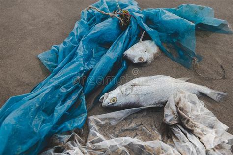 Pescados De La Muerte Y Ambiente Pl Stico De La Contaminaci N Imagen De