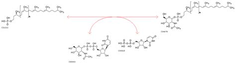 KEGG REACTION R01008