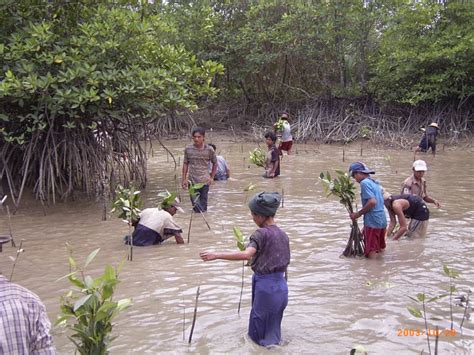 Ayeyawady Delta Integrated Mangrove Rehabilitation And Management