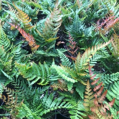 Dryopteris Erythrosora Prolifica Boomkwekerij Peers