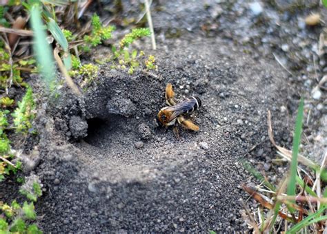 Do Bees Hibernate In The Ground Revive A Bee