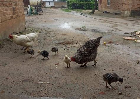 Modern Poultry Farming Methods Increase Flock Size and Profits for ...