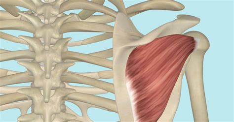 Infraspinatus And Teres Minor Rotator Cuff Yoga Anatomy