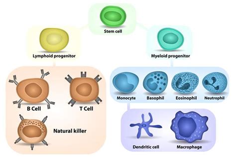 A Labeled Diagram Of The Plant Cell And Functions Of Its Organelles Biology Wise