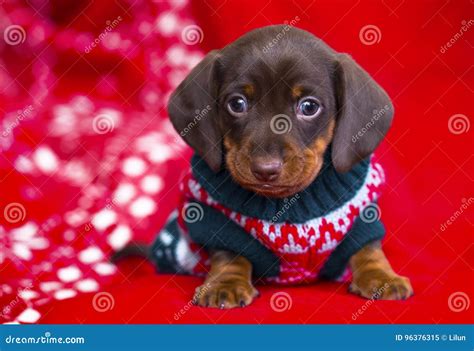 Puppy Christmas Dachshund Stock Image Image Of Space 96376315