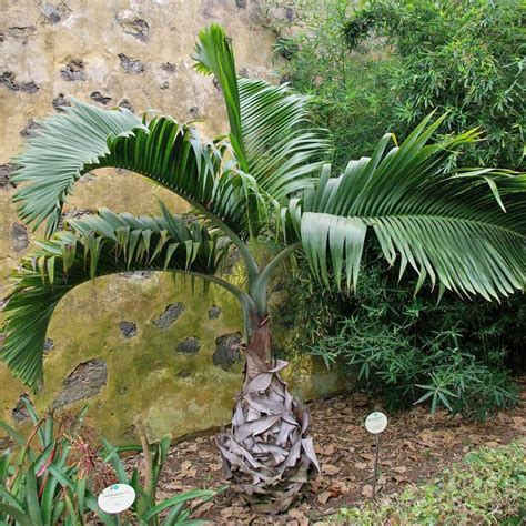 Bottle Palm Tree Hyophorbe Lagenicaulis Tropical Plant Seeds 10