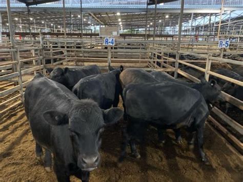 Pen R4 6 Angus X Angus Weaner Steers 305kg Total Weight 1830kg