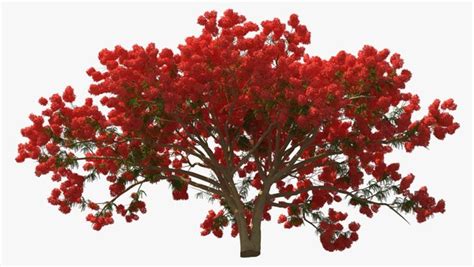 modelo 3d Árbol de Delonix Regia TurboSquid 1505953