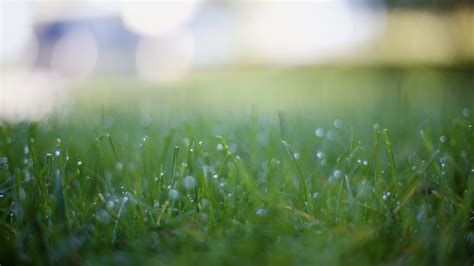 Sunlight Depth Of Field Water Nature Reflection Grass Field