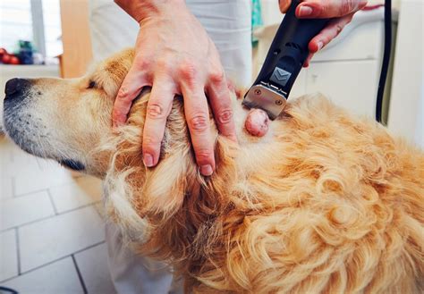 Cisti Del Cane Tipologie Rimedi Sintomi Con Gli Immagini