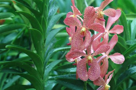 Aranda Chark Kuan Orange Orchid Stock Image Image Of Orange Blossom