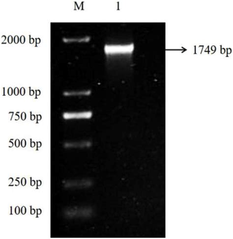 PHYTON Free Full Text Cloning And Function Identification Of A