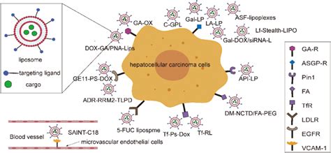 Liposomes Act On Tumor Microvascular Endothelial Cells And Hcc Cells