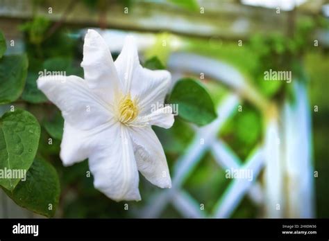 Clematis The Genus Is Composed Of Mostly Vigorous Woody Climbing