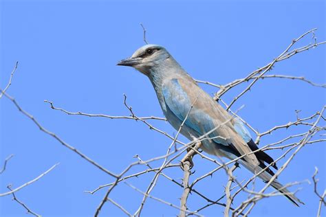 Israel Breeding Bird Atlas Checklist 29 Sep 2022 Tal Shachar