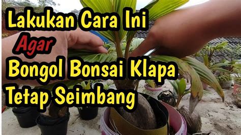 Tips Perawatan Bonsai Klapa Agar Bongol Tetap Seimbang