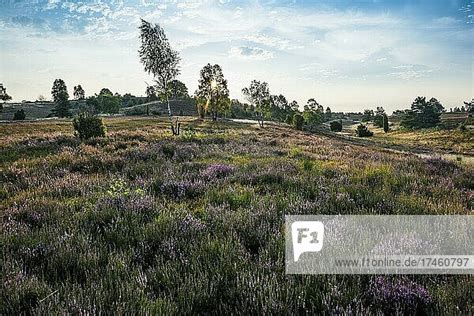 Heide Insgesamt Bilder Bei Bildagentur F Online