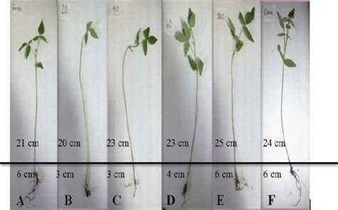 Plant Shoot