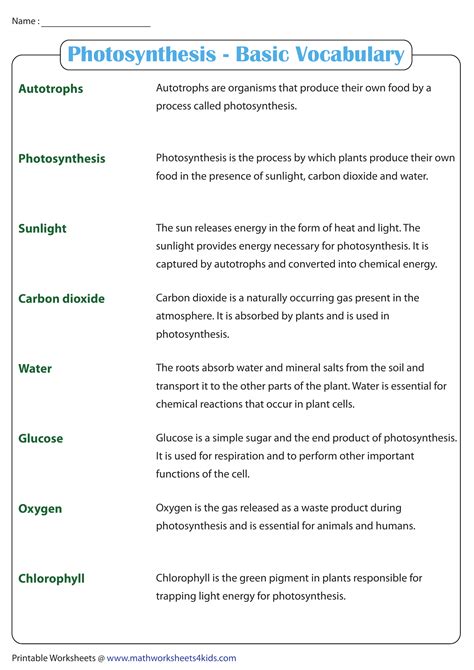 Photosynthesis Basic Vocabulary Worksheet Zone