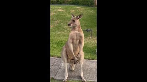 Hop in! Kangaroo poses as a hitchhiker | news.com.au — Australia’s ...