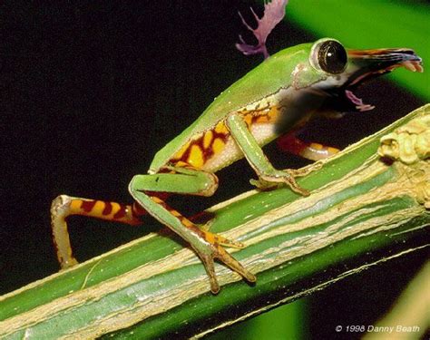 Amazing Mutant Animals Amazing Extreme Odd Incredible Awesome